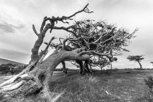 tüm yıl esen rüzgar tarafından bükülmüş ağaç