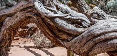 yerde eski dev ağaç