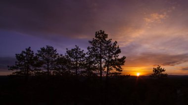 gün batımı arka uzun ağaçlar