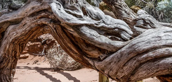 yerde eski dev ağaç