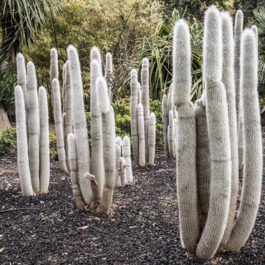 bir parkın bahçesinde kaktüs