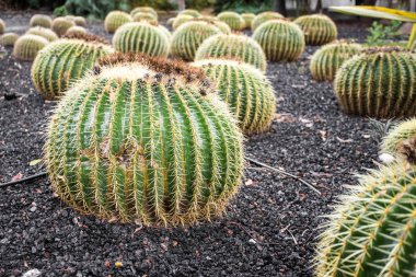 bir parkın bahçesinde kaktüs