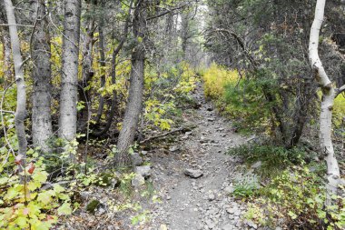 ormanda sonbahara giden yol