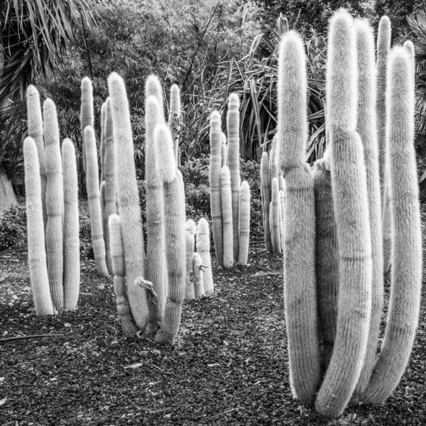 bir parkın bahçesinde kaktüs