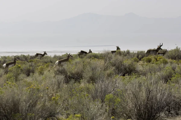 ormandaki Kızıl geyikler