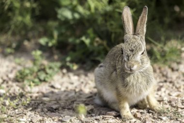 tavşan yeşil alanda