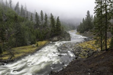 Nehir ormanda akıyor.