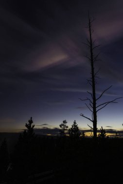 Gün batımında bir ağacın silueti