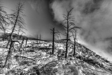 yellowstone termal alanda ölü ağaçlar
