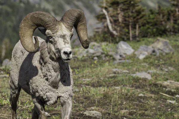 Bighorn Koyun portresi