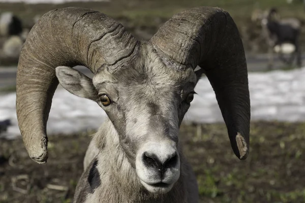Bighorn Koyun portresi