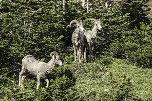 koyun sürüsü mera üzerinde