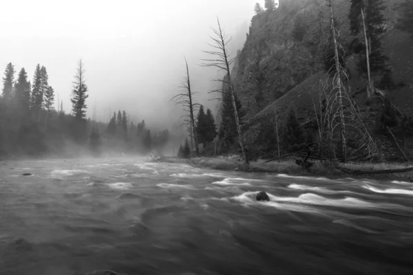 Köd Folyón Folyik Erdőben — Stock Fotó