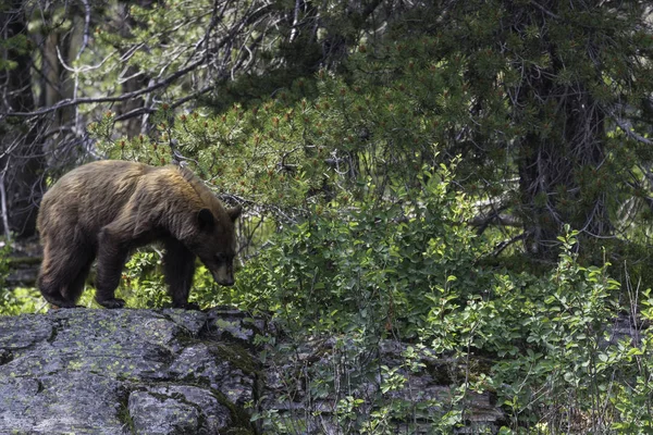 Ormandaki kahverengi ayı