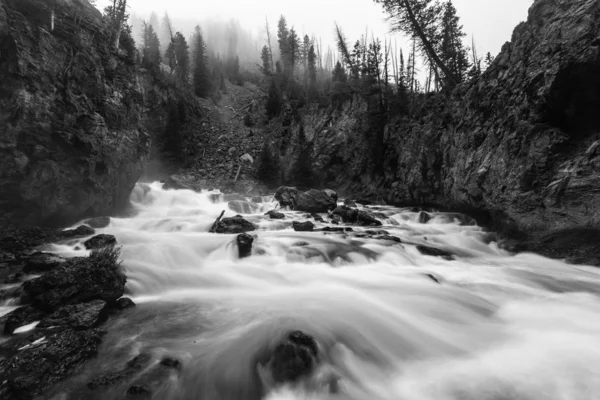 Nehir ormanda akıyor.