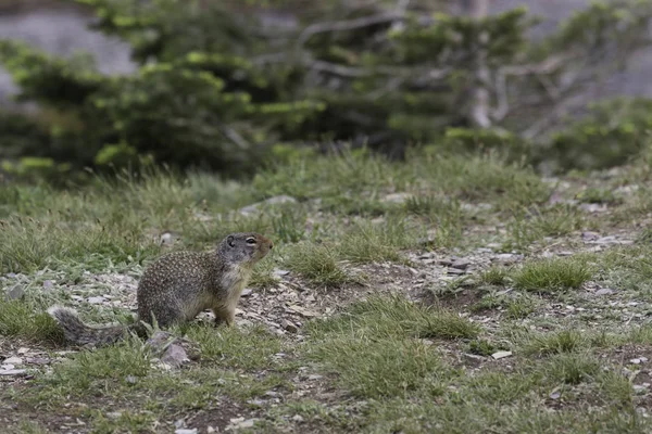 ormanın ortasında sincap
