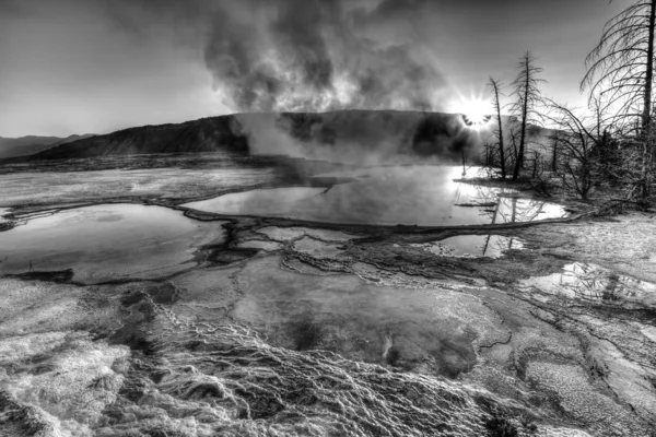 yellowstone termal alanda ölü ağaçlar ile gün batımı