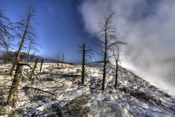 yellowstone termal alanda ölü ağaçlar