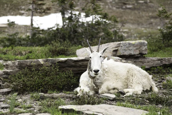 Dağ keçi Glacier Ulusal Parkı