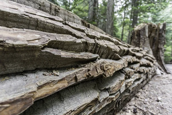 Bagajında ölü bir ağaç