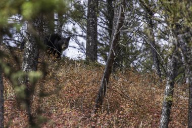 siyah ayı ağaçların arkasında bize bakıyor