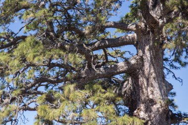 ormanın ortasında dev ağaç