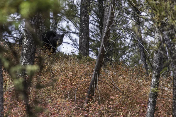 siyah ayı ağaçların arkasında bize bakıyor