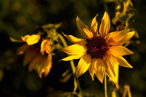 Sunflower. Sunflower flower close up. Flowering sunflower. Evening sun. Close-up. Macro.