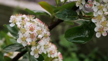 Aronia çiçeği. Aronia, ne oldu? Rowan. Bloom
