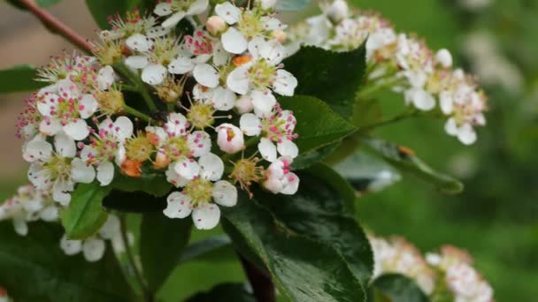 Flor Aronia Aronia Rowan Florescer — Vídeo de Stock