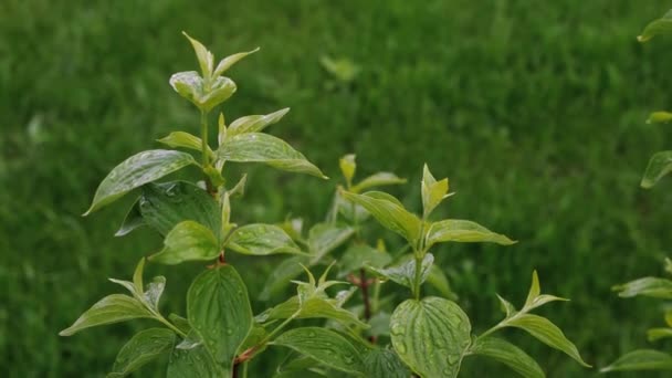 Arbusto Dogwood Cornel Madera Aserrada — Vídeos de Stock