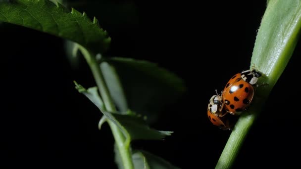 交配瓢虫甲虫在叶子上 黑色背景 摄像机接线 — 图库视频影像
