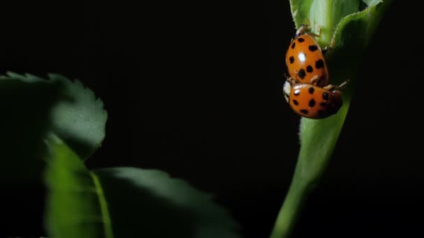 Ladybug Paring Van Lieveheersbeestjes Kevers Bladeren Close Zwarte Achtergrond Camera — Stockvideo