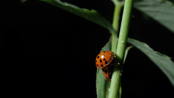 Ladybug Mating Ladybirds Beetles Leaves Close Black Background Camera Wiring — Stock Video