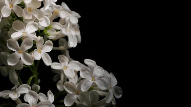 Lilac White Lilac Black Background — Αρχείο Βίντεο