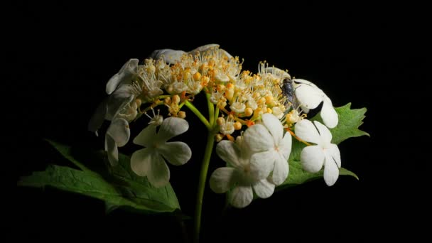 Viburno Una Mosca Fiore Primo Piano Del Viburno Floreale Pubblicazione — Video Stock