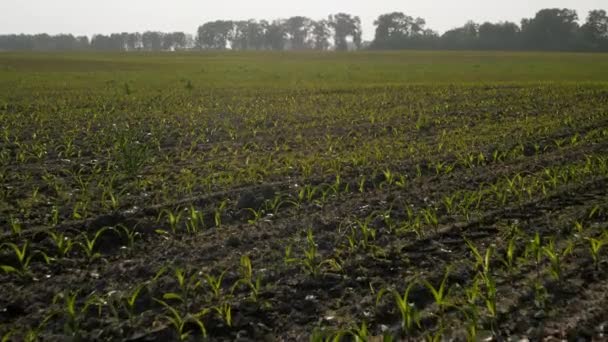 Maíz Joven Brotes Maíz Campo Maíz Primavera Plantación Cosecha Futura — Vídeos de Stock