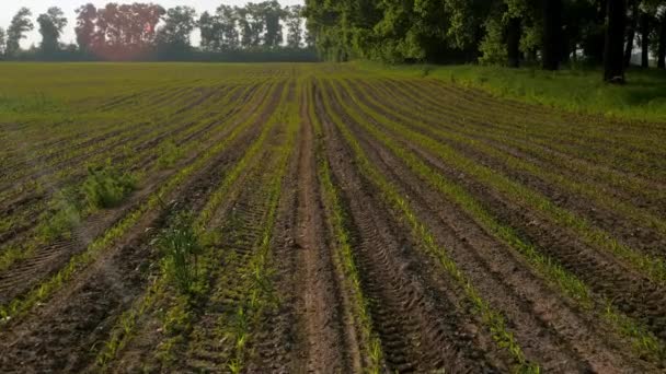 Jungmais Maiskeime Maisfeld Frühling Plantage Zukünftige Ernte Maiskeime — Stockvideo