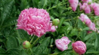 Peonies. Şakayıklar rüzgarda sallanıyor. Çalılıktaki şakayık. Şakayık yakın çekim. Pembe çiçek. Yeşil çalılıkta pembe şakayık. Close.