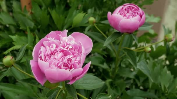 Peonies Şakayıklar Rüzgarda Sallanıyor Çalılıktaki Şakayık Şakayık Yakın Çekim Pembe — Stok video