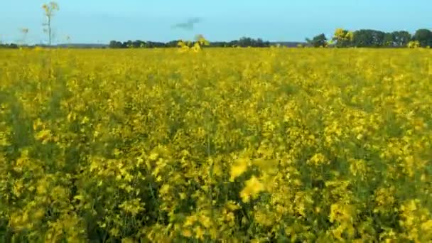 油菜籽盛开 油菜籽田 油菜籽花 乌克兰 黄色蓝色 — 图库视频影像