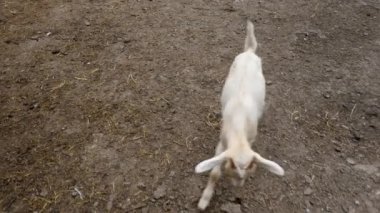 Keçi küçük çocuklar. Video gönderme. Keçi Selfie Keçileri bahçede. Evcil keçiler. Keçiler oynuyor. Close