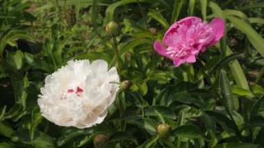 Peonies. Beyaz şakayık. Pembe şakayık gönderme video