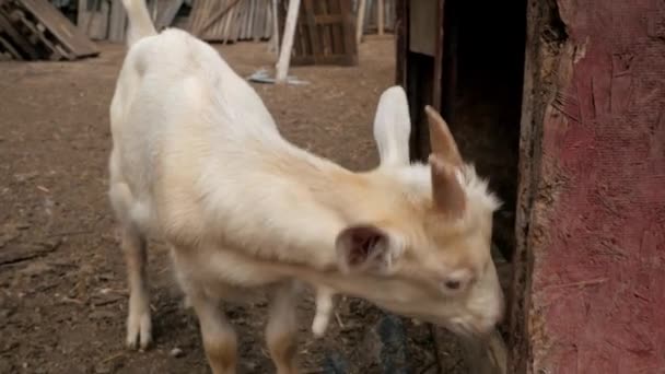 Cabras Niños Pequeños Publicando Video Cabra Selfie Cabras Patio Cabras — Vídeo de stock