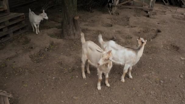 Cabras Criancinhas Postar Vídeo Cabras Selfie Cabras Pátio Cabras Domésticas — Vídeo de Stock