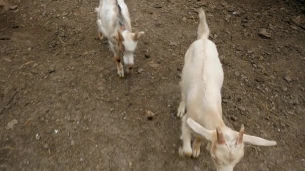 Chèvres Petits Enfants Affichage Vidéo Chèvre Selfie Chèvres Dans Cour — Video