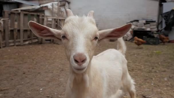 小孩子发布视频 院子里的山羊自拍山羊 家养山羊 山羊在玩 — 图库视频影像