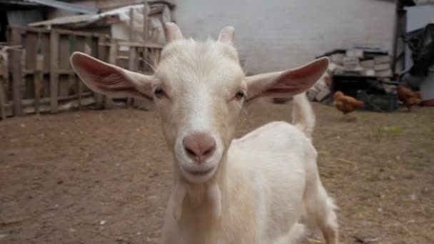 Cabras Niños Pequeños Publicando Video Cabra Selfie Cabras Patio Cabras — Vídeo de stock