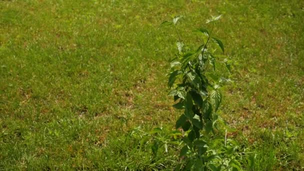 Dogwood Arbusto Verde Bush Jardín Publicación Vídeo — Vídeo de stock