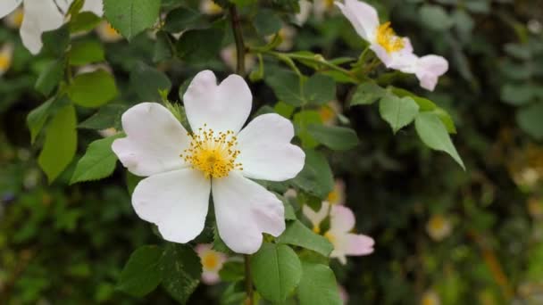 Flor Rosa Mosqueta Floração Selvagem Subiu Perto Flor Branca Perto — Vídeo de Stock